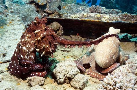 Mating Pair Of Day Octopuses Photograph by Georgette Douwma - Pixels