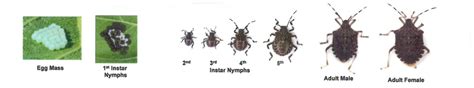 Brown Marmorated Stink Bug (BMSB) Part 1 | University of Maryland Extension