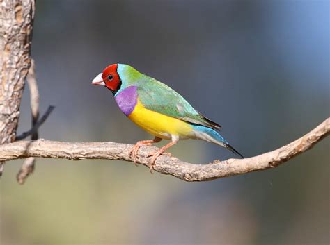 Study: Why unique finches keep their heads of many colors