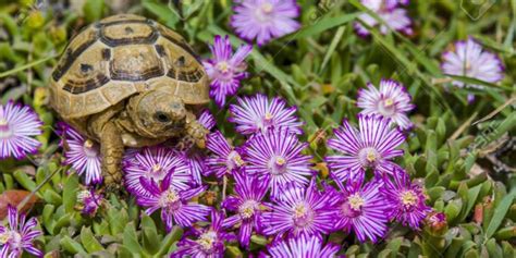 5 Best Plants For Box Turtle Habitat | MyPetCareJoy