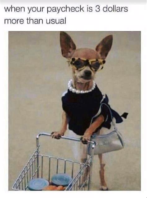 Shopping spree! | Memes de animales divertidos, Imágenes divertidas de animales, Perros lindos