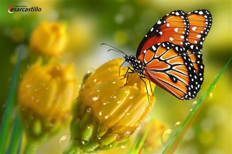 Pollination - | Beautiful butterfly pictures, Butterfly pictures, Butterfly photos