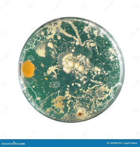 Bacteria Growing On An Agar Plate. Royalty-Free Stock Photo ...