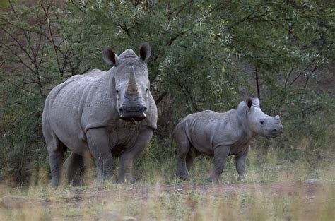 Only Six Northern White Rhinos Left in the World as Poaching Continues | IBTimes UK