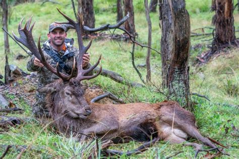 Red deer: Your guide to hunting the king of deer - Sporting Shooter