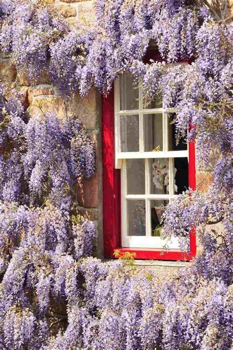 12 plantes à fleurs grimpantes à croissance rapide pour un jardin ...