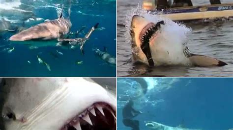 Surfers, Seals and Survivors: Top 9 Shark Attacks (Video)