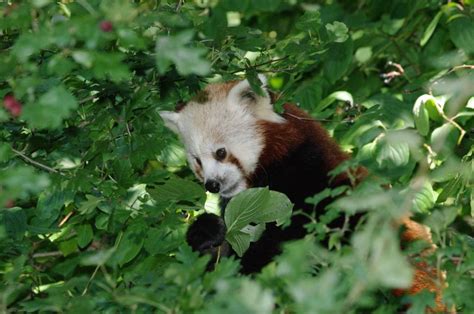 Local destination Nuremberg Zoo in Nuremberg - DOATRIP.de