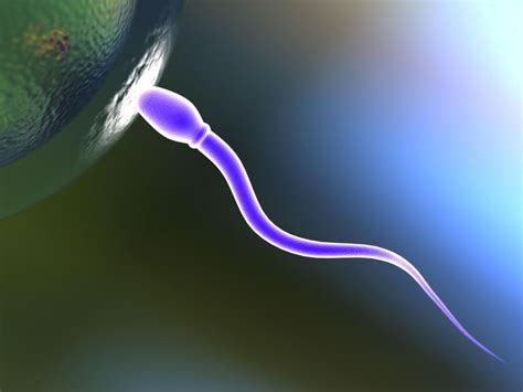 Gametes: Definition, Formation, and Types