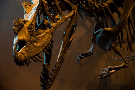 Ceratosaurus - An Ornate Jurassic Chomper | Natural History Museum of Utah