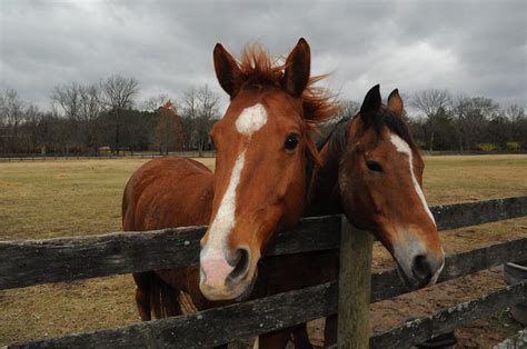 Two-headed Horse Photograph by Richard Marquardt