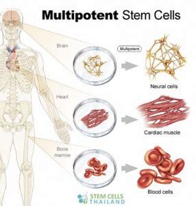 Multipotent Stem Cells