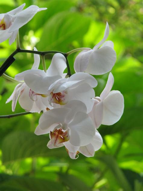 Orquídea Phalaenopsis Blanca de Marcial Ruiz Donoso | Orquidea phalaenopsis, Orquideas ...