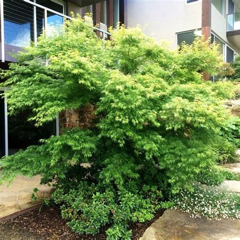 Acer palmatum Dissectum 'Seiryu' - Warners Nurseries