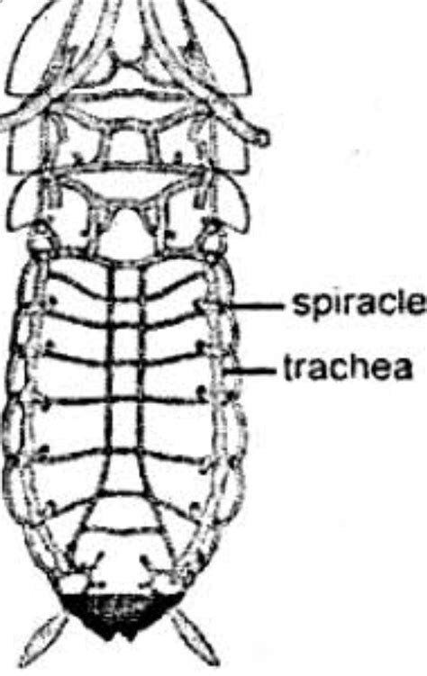 Describe the respiratory system of cockroach with the help of neat labelled diagram. - Brainly.in