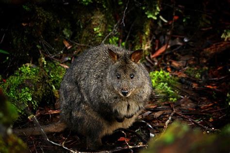 Pademelon | The Life of Animals