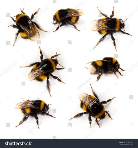 1,366 Bumblebee swarm Stock Photos, Images & Photography | Shutterstock