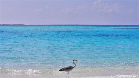 Crystal Clear Water Maldives Ocean - YouTube