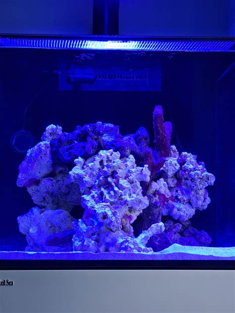 Red Sea Reefer XL 200 | Page 4 | Ultimate Reef