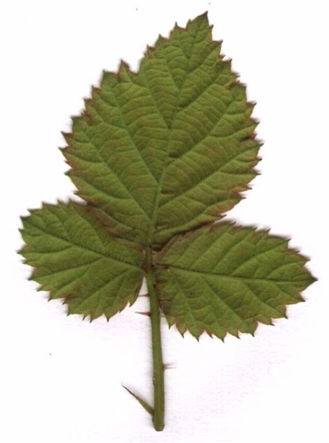 Leaves and Greenery: bramble-leaves-underside-huge- | Plant leaves ...