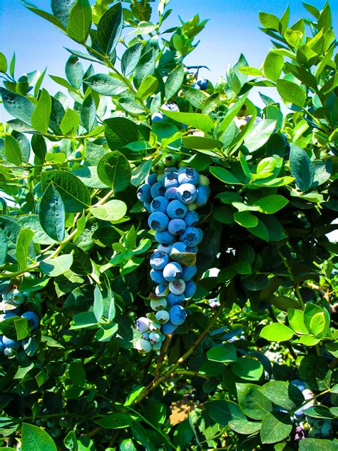 Buy Emerald Blueberry Bushes Online | The Tree Center