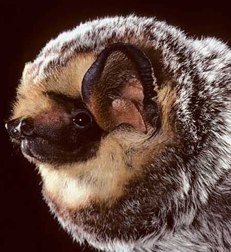 Hoary Bat - Common, Large American Bat | Animal Pictures and Facts | FactZoo.com