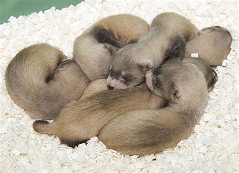 Black-footed Ferret Facts, Habitat, Diet, Life Cycle, Babies, Pictures