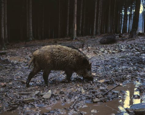 wild pig within forest - Vincent Stahl photo library