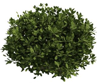 Bushes PNG, Bushes Transparent Background - FreeIconsPNG