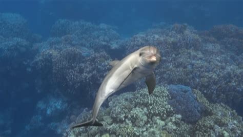 Cute Baby Dolphin Swimming with Stock Footage Video (100% Royalty-free) 1007115658 | Shutterstock