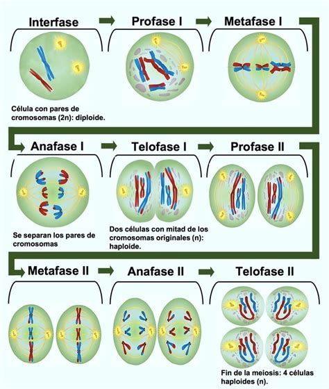 Fases De La Meiosis Con Explicacion Tesmapa | The Best Porn Website