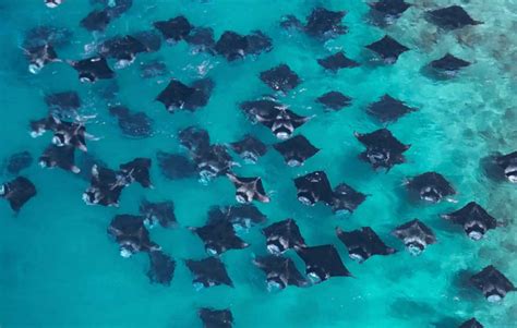 Snorkel with Gentle Giants at Reethi Beach Resort in Baa Atoll Maldives ...