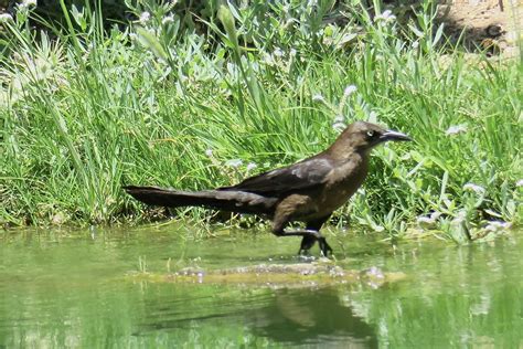 SEE THE USA: SCOTTSDALE, ARIZONA PART 4: DESERT BIRDS WITH ATTITUDE – Chasing Dreams