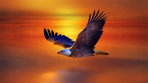 High Resolution Flying Eagle 4K 8K HD Wallpapers | HD Wallpapers | ID #31133