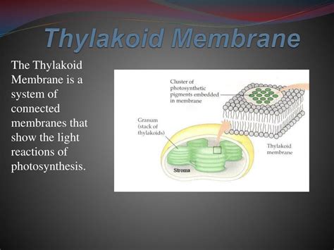 PPT - Chloroplast PowerPoint Presentation, free download - ID:2410127