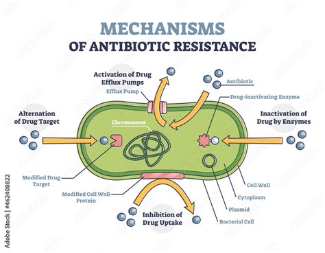 Antibiotic Resistance Definition Mechanisms Examples Facts | My XXX Hot ...