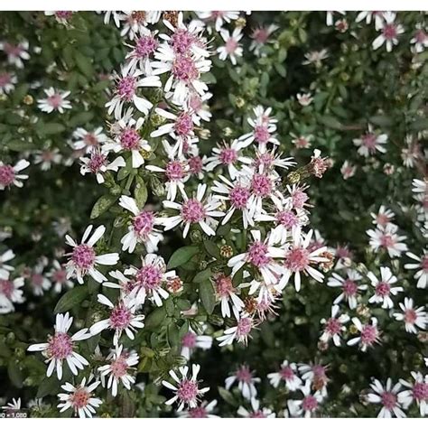 800 Seeds Calico Aster Seeds Symphyotrichum lateriflorum Flower Seeds ...