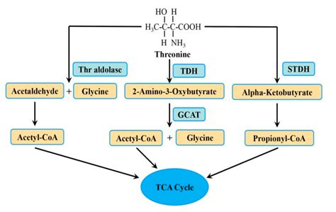 Nutrients | Free Full-Text | Physiological Functions of Threonine in ...