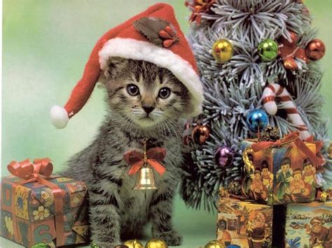 santa-cat-christmas-wallpaper