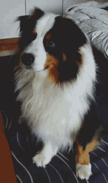 Head Tilt Dog GIF - Head Tilt Dog Australian Shepherd - Discover ...