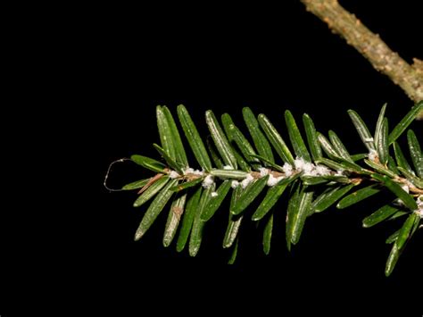 Preventing Hemlock Woolly Adelgid Damage | Gardening Know How