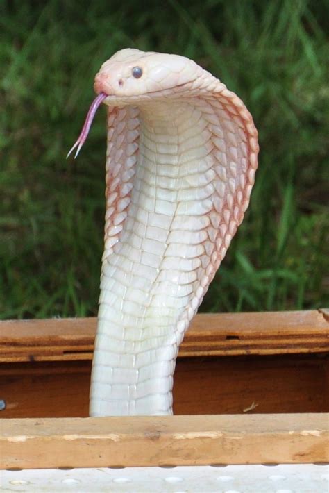 Loving Exotics — Albino Cobra Serpentes Source: Here