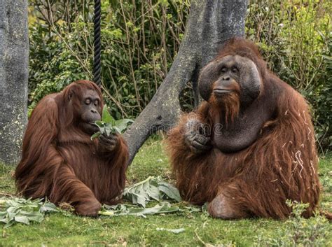 Pecsefull Life of a Orangutan Family in Zoo Stock Photo - Image of wise ...