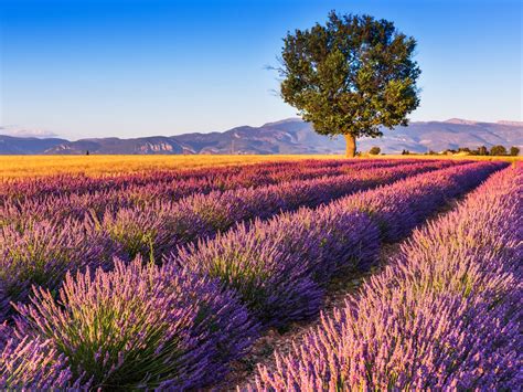 Provence Lavender Fields Full-Day Tour from Aix-en-Provence tours ...