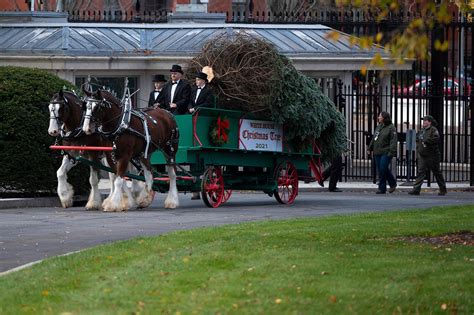 Hunter Biden welcomes White House Christmas tree