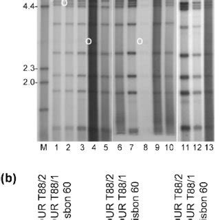 Map position and sizes of BamHI restriction enzymes fragments of ...