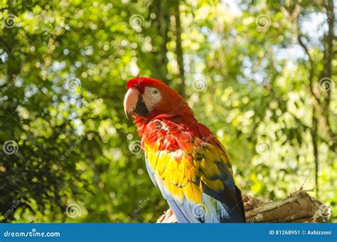 Parrot stock image. Image of wildlife, parrott, awesome - 81268951