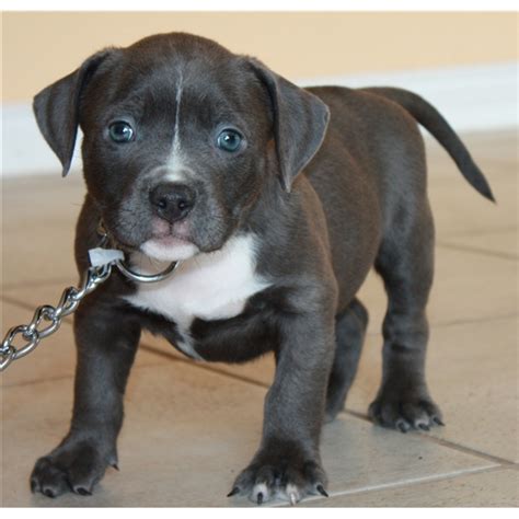 Cute Puppy Dogs: black and white pitbull puppies