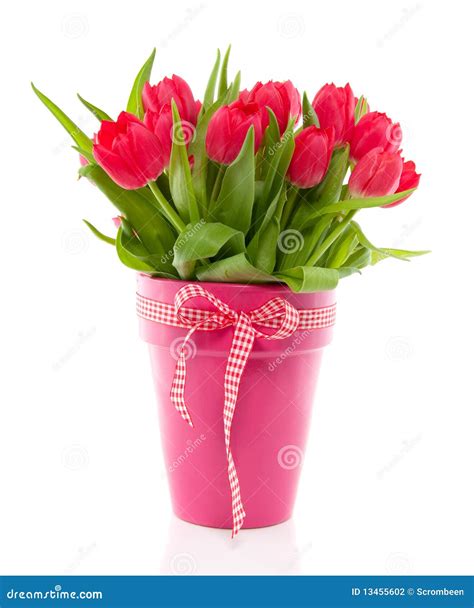 A Bouquet of Red Colorful Tulips Stock Photo - Image of beauty, ribbon: 13455602