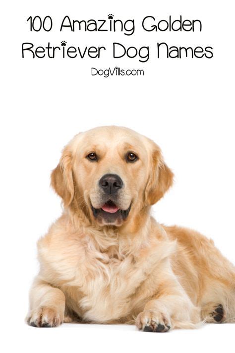 Top 10 golden retriever dog names ideas and inspiration